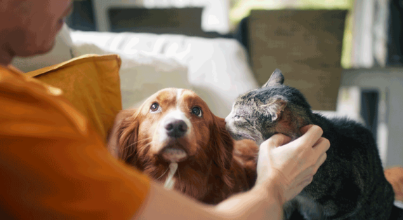 Mensch mit Hund und Katze