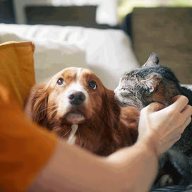 Mensch mit einer Katze und einem Hund